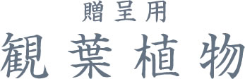 お化粧をした胡蝶蘭